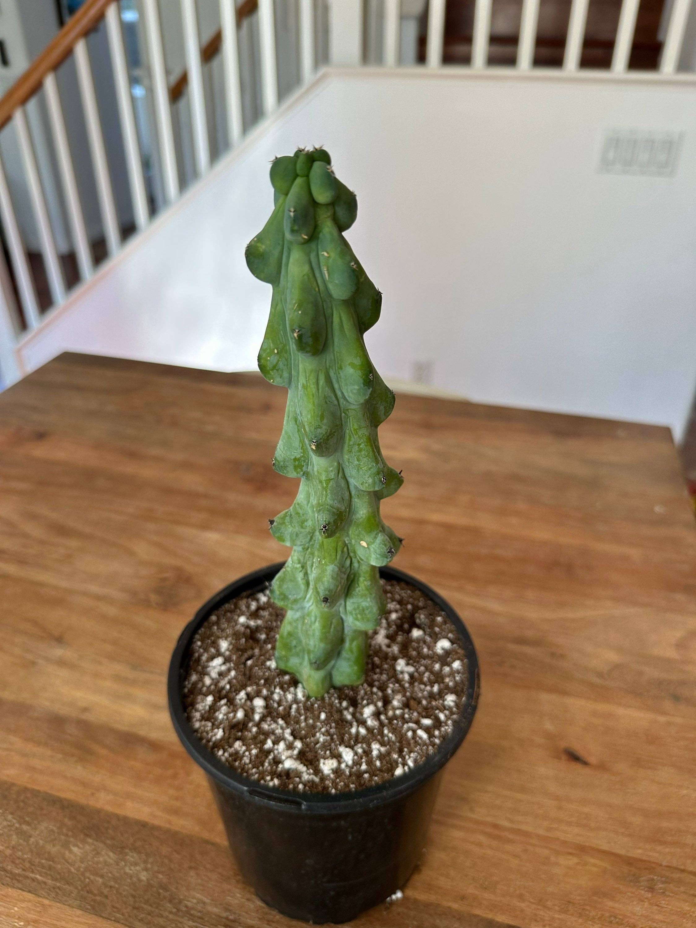 Grow Margo - Wholesale Live Plant - Myrtillocactus Geometrizans - Boobie Cactus Live Rooted6