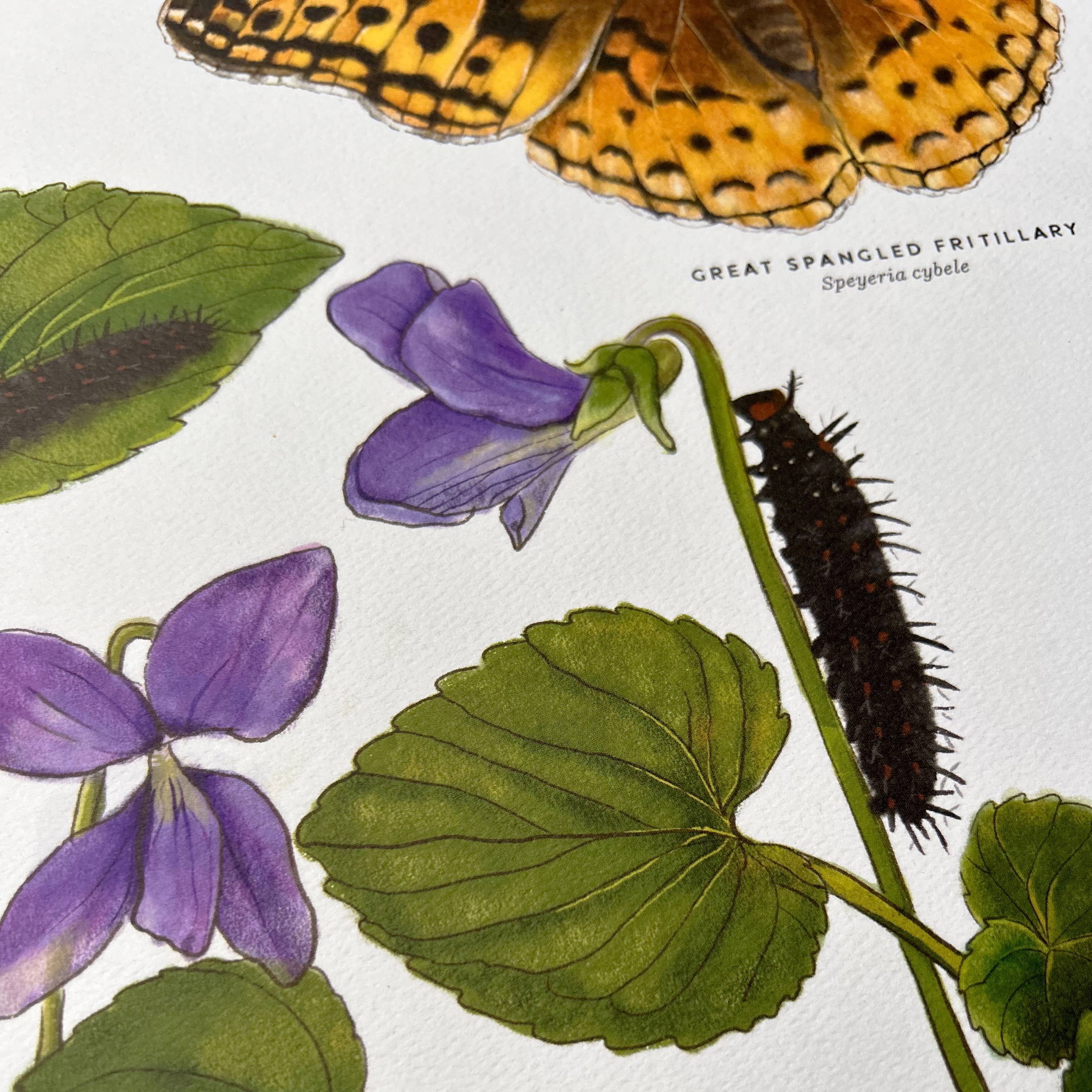 Moss and Mineral - Wholesale Art Print - Great Spangled Fritillary and Violet, Botanical Art Print 1