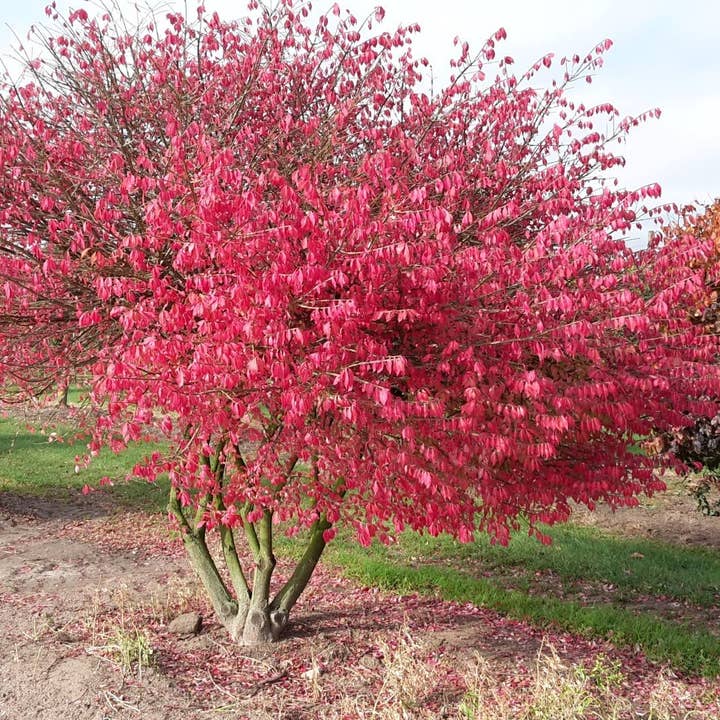 The Rike - Wholesale Plant Seeds - 50 Burning Bush Seeds Cold Hardy Color Grass Ornamental Autumn Hedge Tree Seed for Planting - Euonymus alatus Winged Spindle Winged Euonymus Bush Kochia Scoparia Bassia Red Shrub Seeds