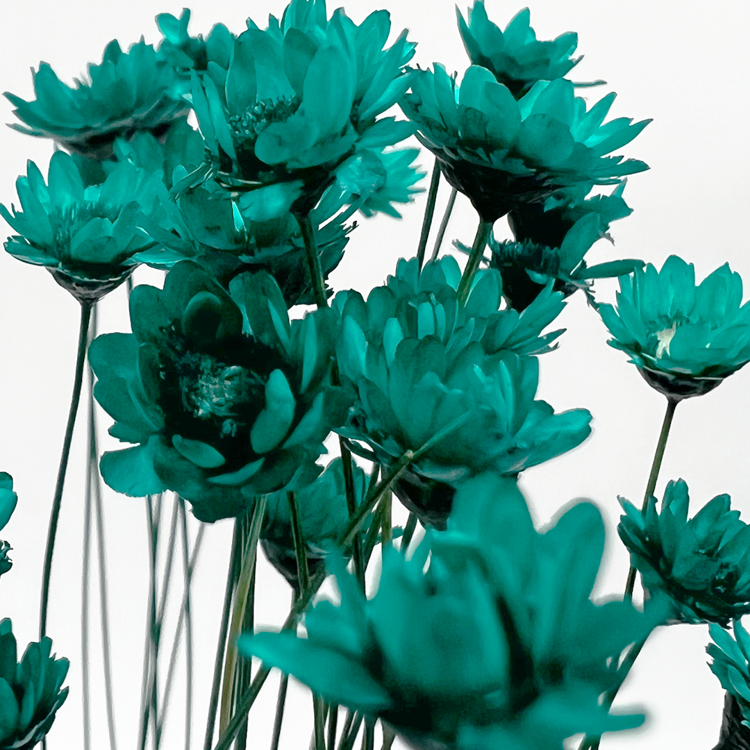 2626 Designs - Vendita all'ingrosso Fiori finti - Fiore Piccola Stella Preservato, 40-50 cm di lunghezza31