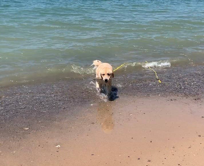 SOFT LINES - Wholesale Pet Leash - Dog - Swim Snap Leash w/ Stainless Steel Hook Clip5