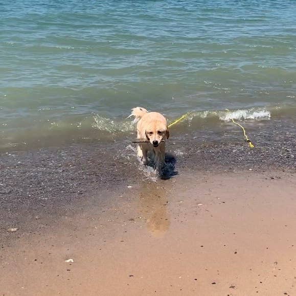 SOFT LINES - Wholesale Pet Leash - Dog - Swim Snap Leash w/ Stainless Steel Hook Clip5