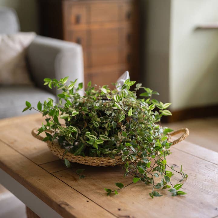 Arthur Cameron – wholesale Decorative tray – Bagshi, Decorative Hand Woven Seagrass Tray3