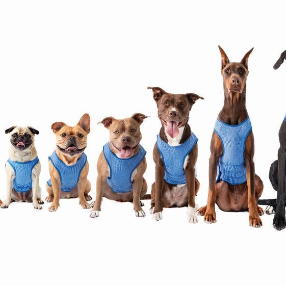 GF Pet - Wholesale Pet vest – Dog - GF Pet Elasto-Fit Ice Vest: Blue10