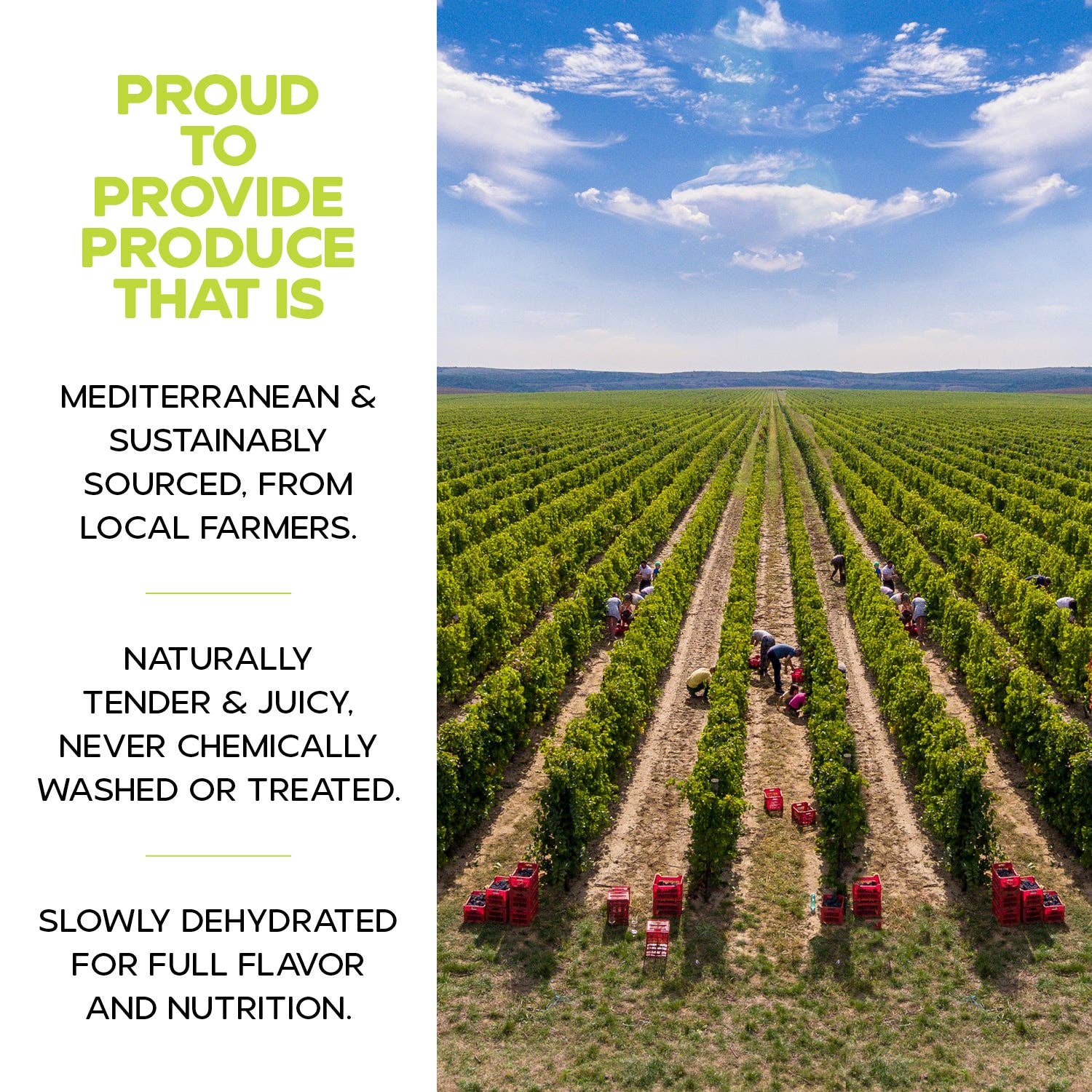 DRYBOX - Vendita all'ingrosso Frutta secca/disidratata - Uvetta sultanina essiccata Drybox, 1 kg x 3 confezioni sfuse8