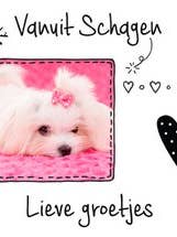 Colorboost Iv Greeting Card - Box 144 for wholesale by POSkaart | De Groot Design