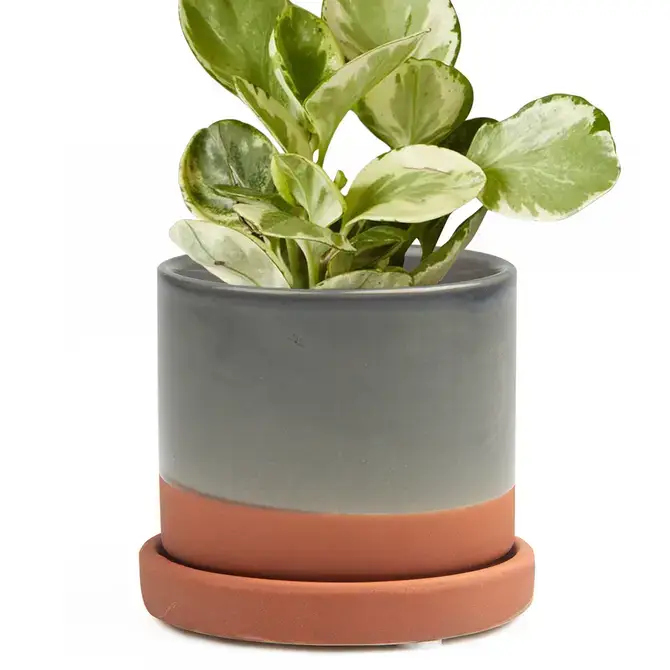 Chive UK - Wholesale Plant Pot - Minute - Glazed Modern Ceramic Pot with Saucer23
