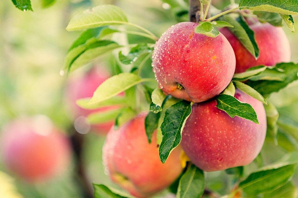 Azienda Agricola Miglioretti - Wholesale Fruit Juice - 1lt Organic Apple Juice made in Italy ideal for picnics1