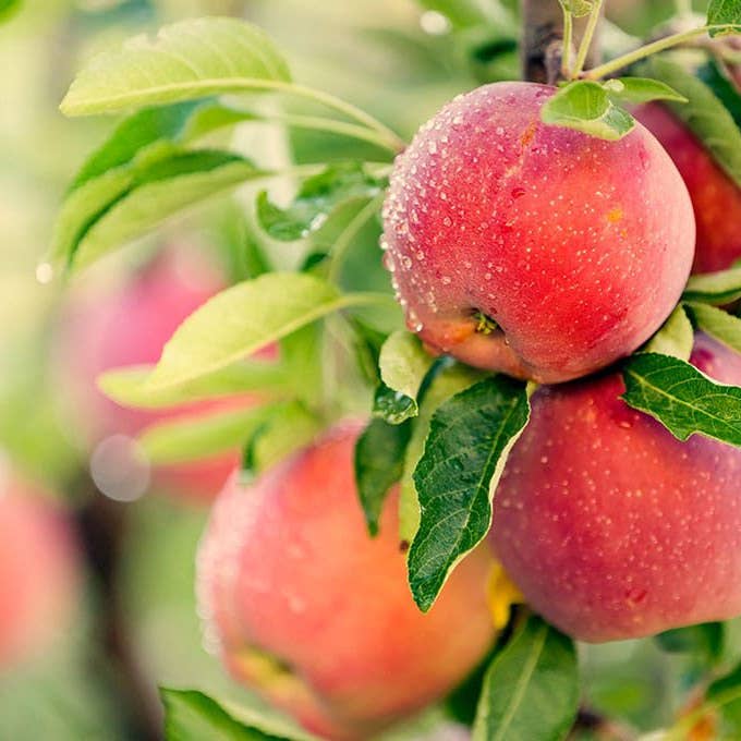 Azienda Agricola Miglioretti - Wholesale Fruit juice - Organic Apple Juice 200ml made in Italy ideal for picnics1