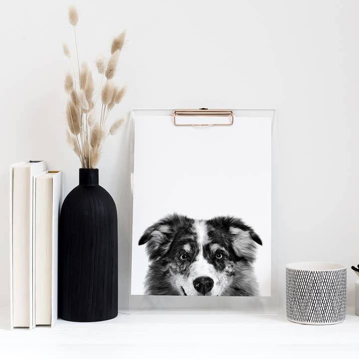 Australian Shepherd 1 Unframed Peeking Print for wholesale by Perkie Prints