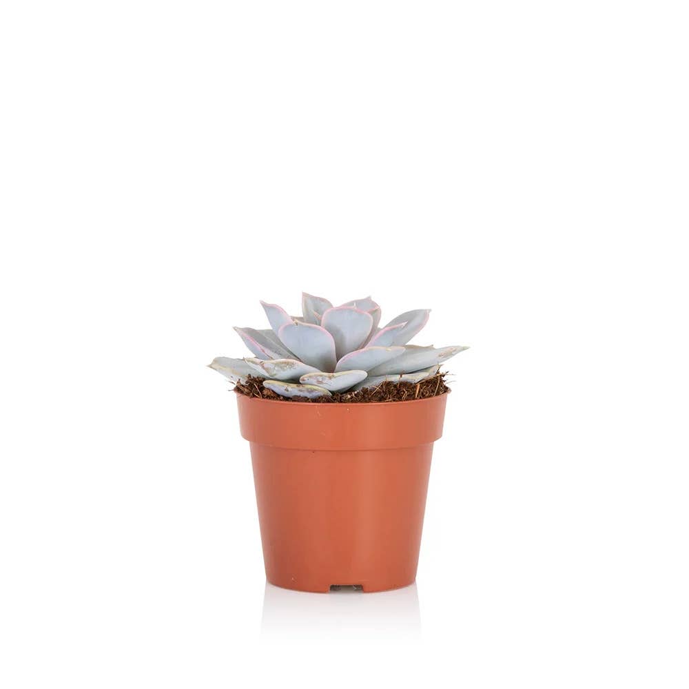 The Little Botanical – wholesale Succulent – Lilacina2