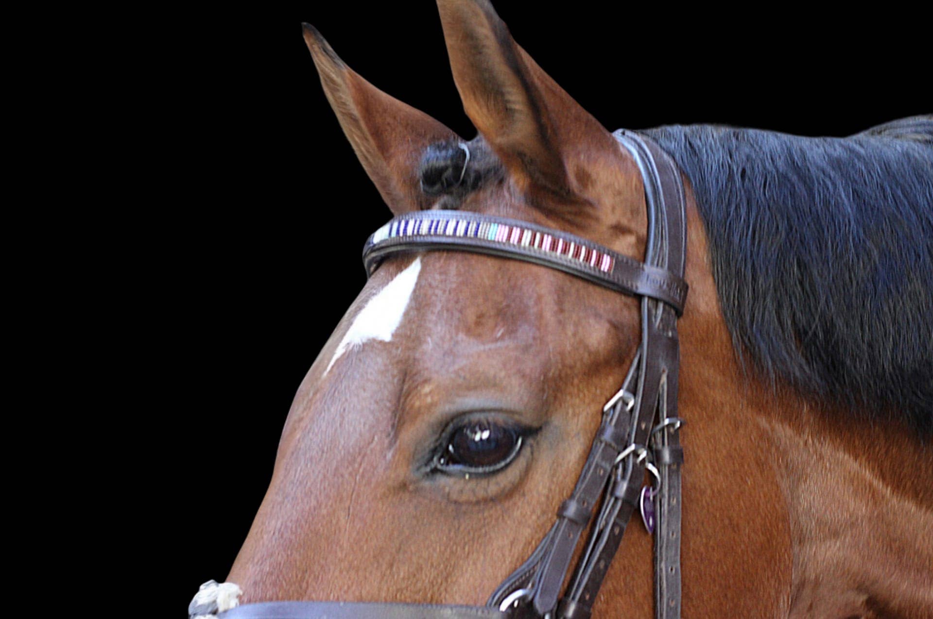 kay-line - Vente Équipement d’équitation - Bandeau frontal en cuir HORSE MINT SPLASH3