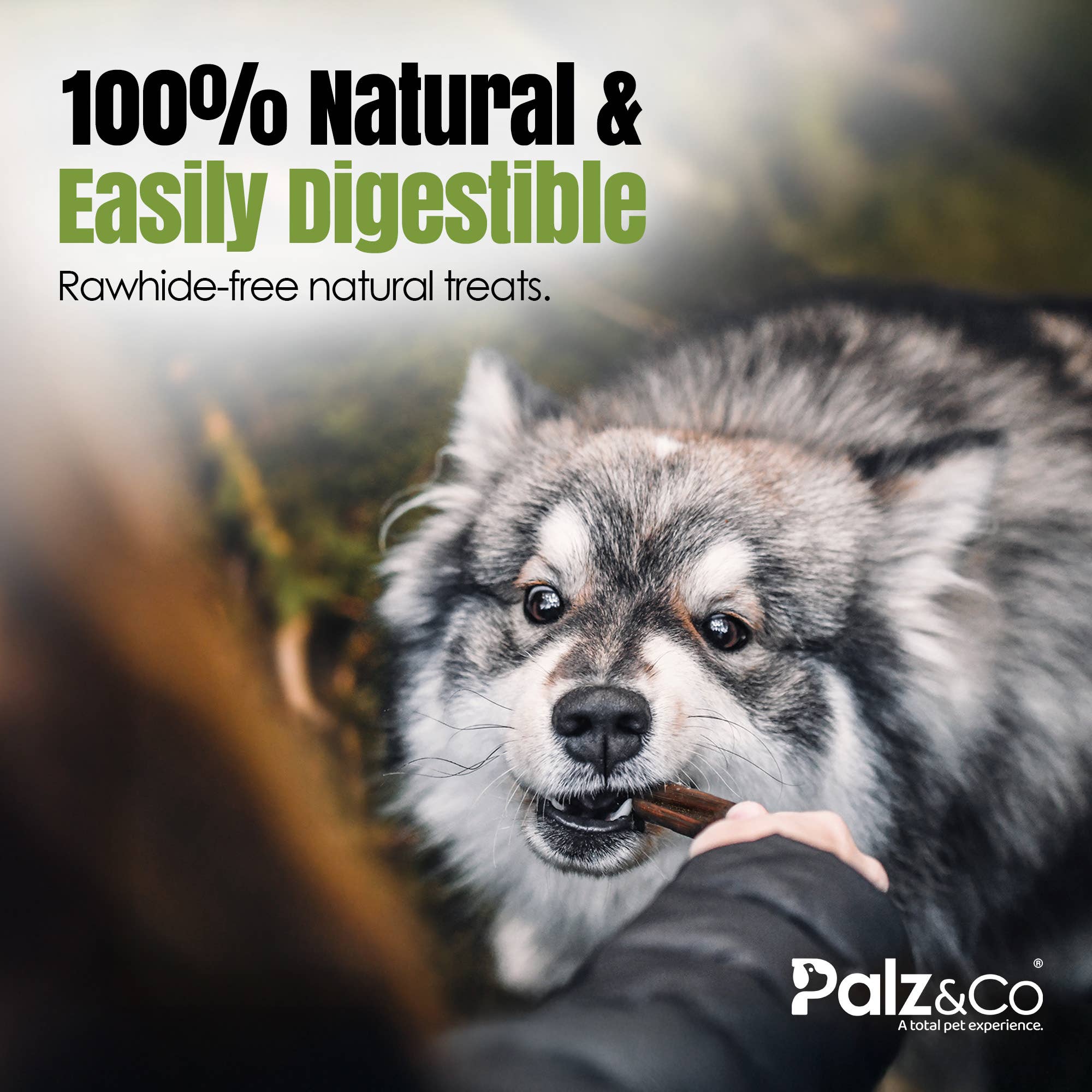 Palz&Co - Wholesale Pet Treats - Dog - Moodog Beef Gullet Sticks 6"-12" - Pack of 254