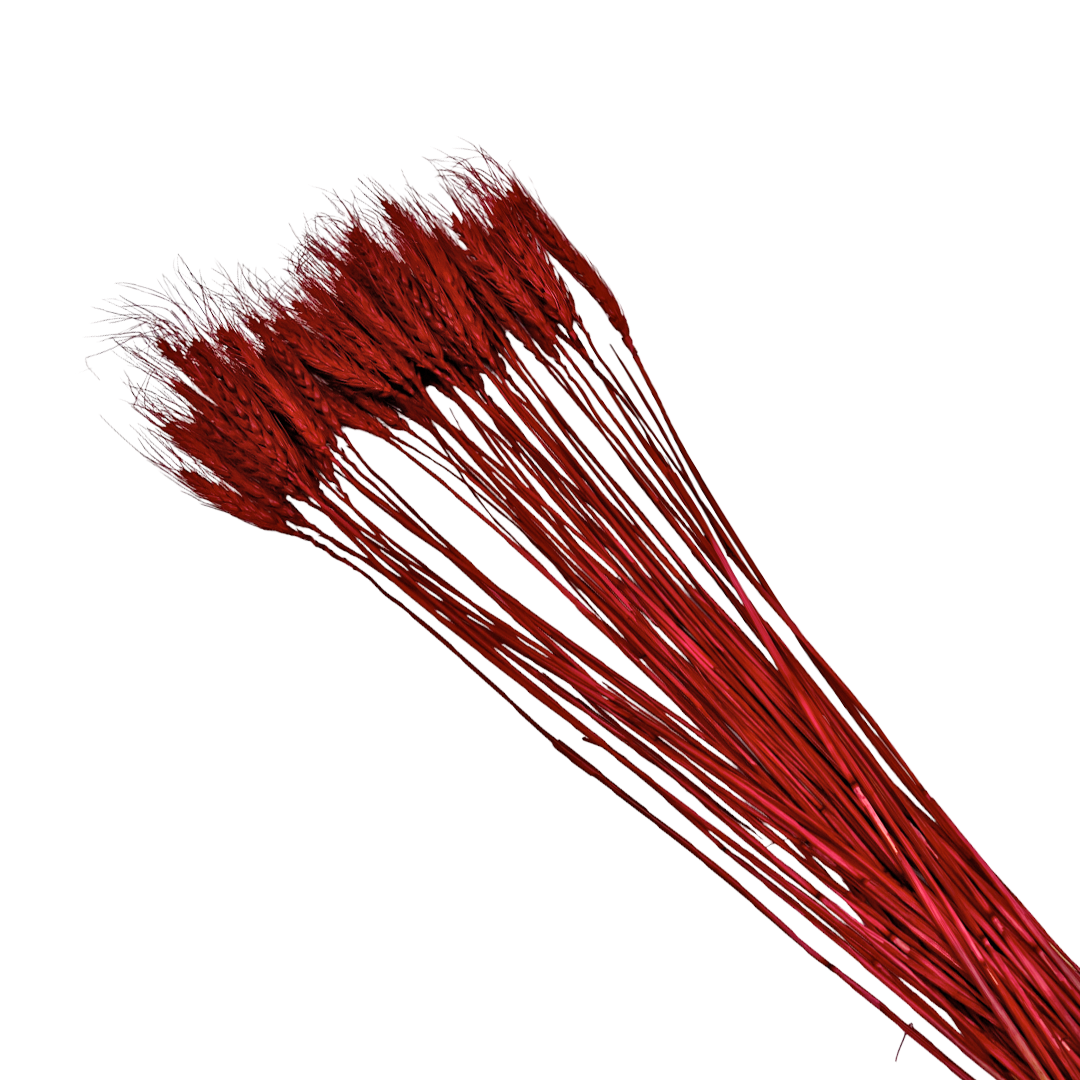 2626 Designs – wholesale Torkade/pressade blommor – Torkat vete, 50 st, cirka 61 cm långt21