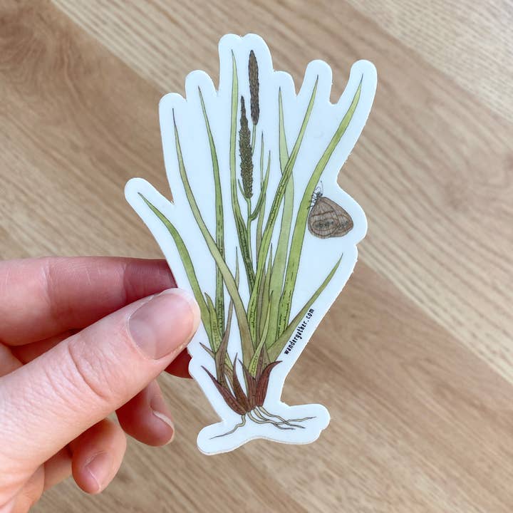 Wander & Gather - Wholesale Sticker - Mitchell's Satyr Butterfly on Sedge Waterproof Sticker1