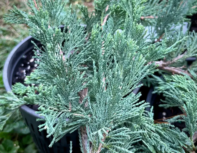 GardenPerspective - Wholesale Live Plant - 5 Running Cedar Juniperus Horizontalis Perennial Bare Root2