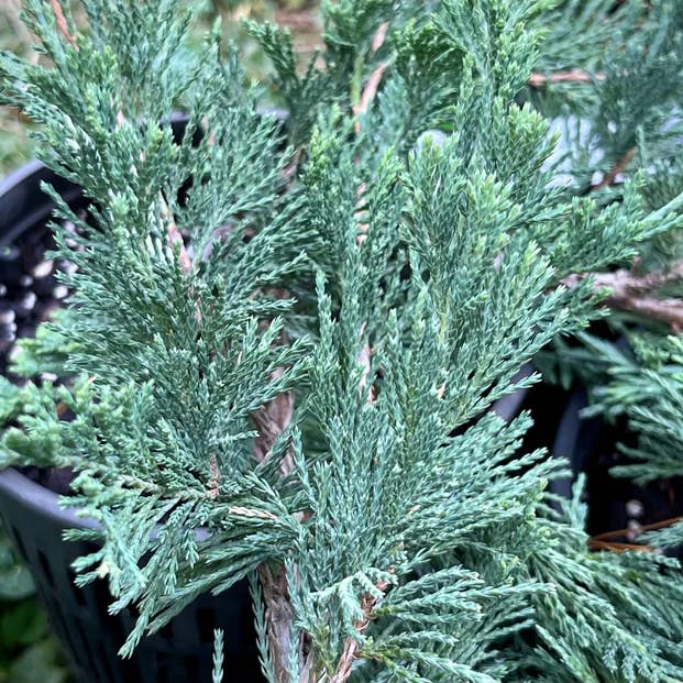 GardenPerspective - Wholesale Live Plant - 5 Running Cedar Juniperus Horizontalis Perennial Bare Root2