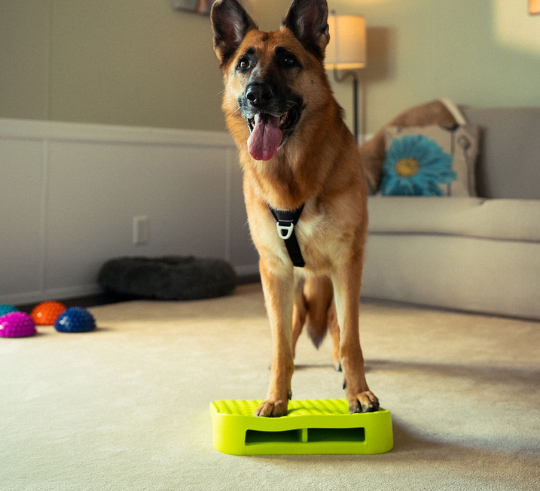 FitPAWS - Wholesale Pet Toy - Dog - FitPaws Balance Ramp6