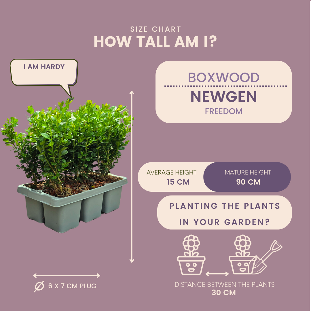 Oasis of Life – wholesale Live plant – Boxwood – Buxus NewGen Freedom – 12 plants – Ø7 cm – approx. 15 cm high – hardy & fungus resistant – ideal for hedges & topiary4
