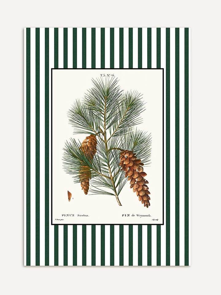 Pine Branch with Cone – Botanical Vintage Art Print for wholesale by Modern Antique Prints