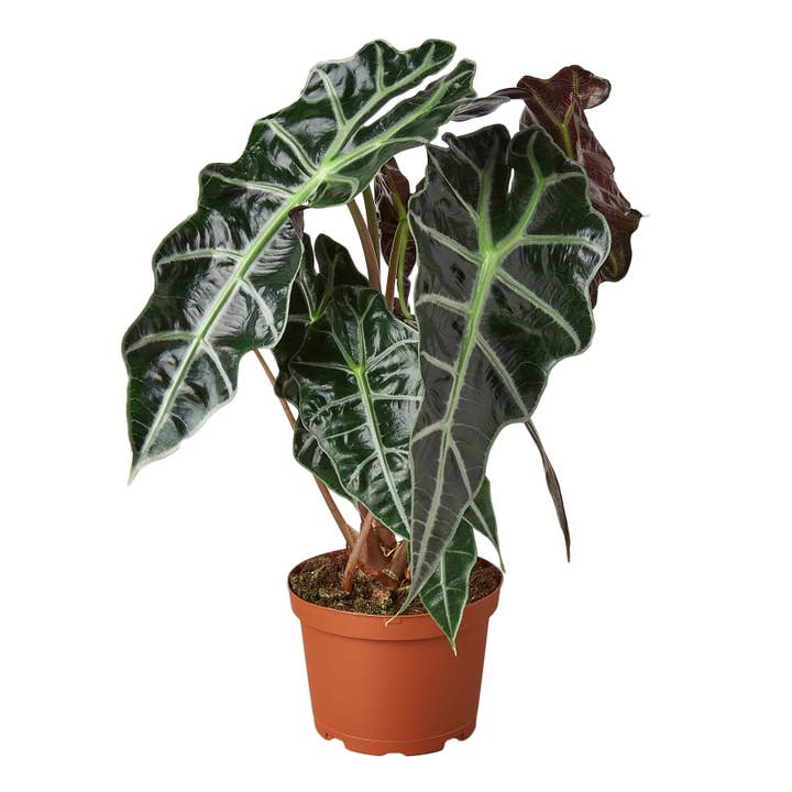 House Plant Wholesale - Wholesale Live Plant - ALOCASIA AFRICAN MASK 6-inch
