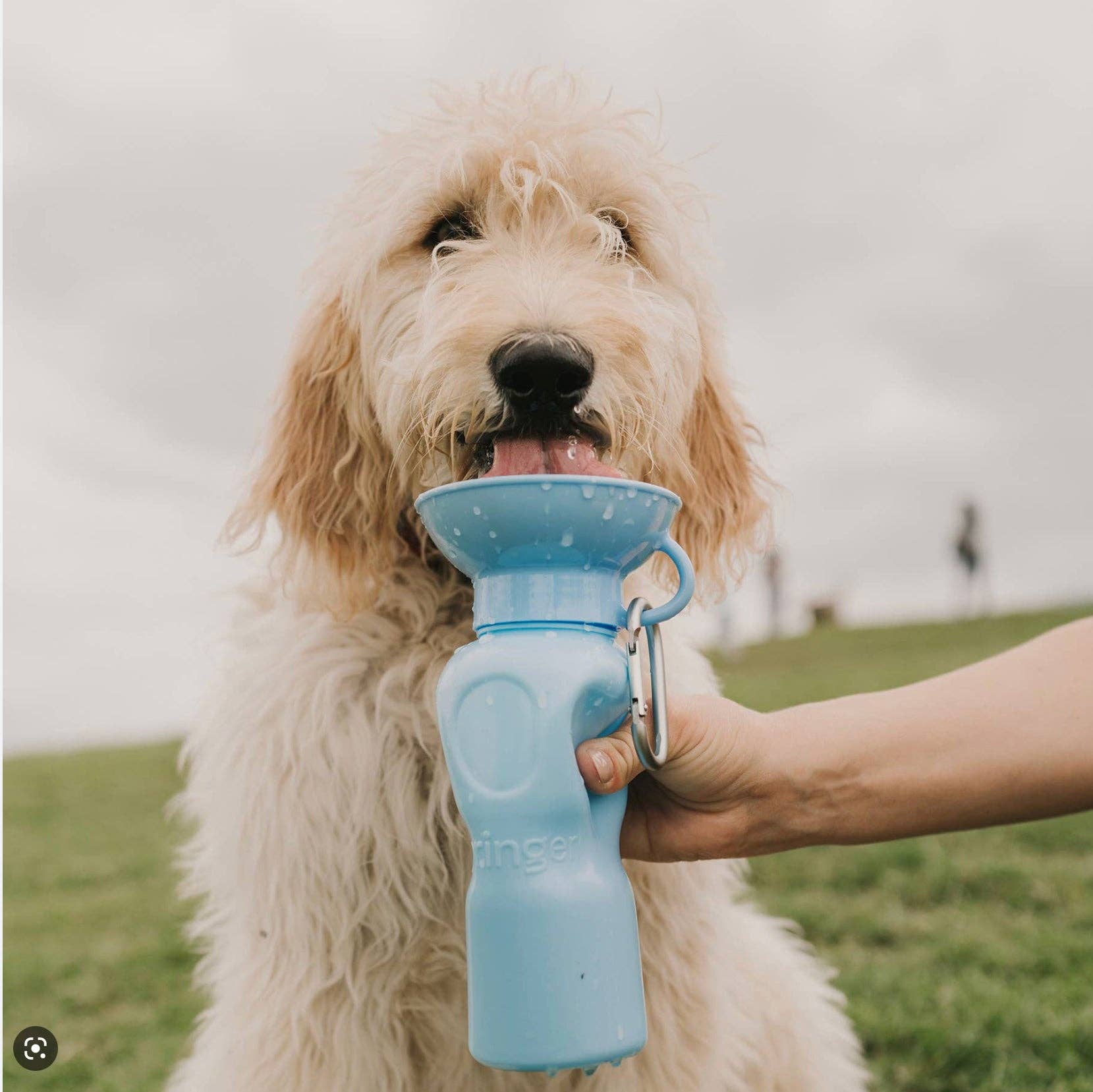 My Pawchella – wholesale Pet water bottle – Dog – Springer Water Bottle9