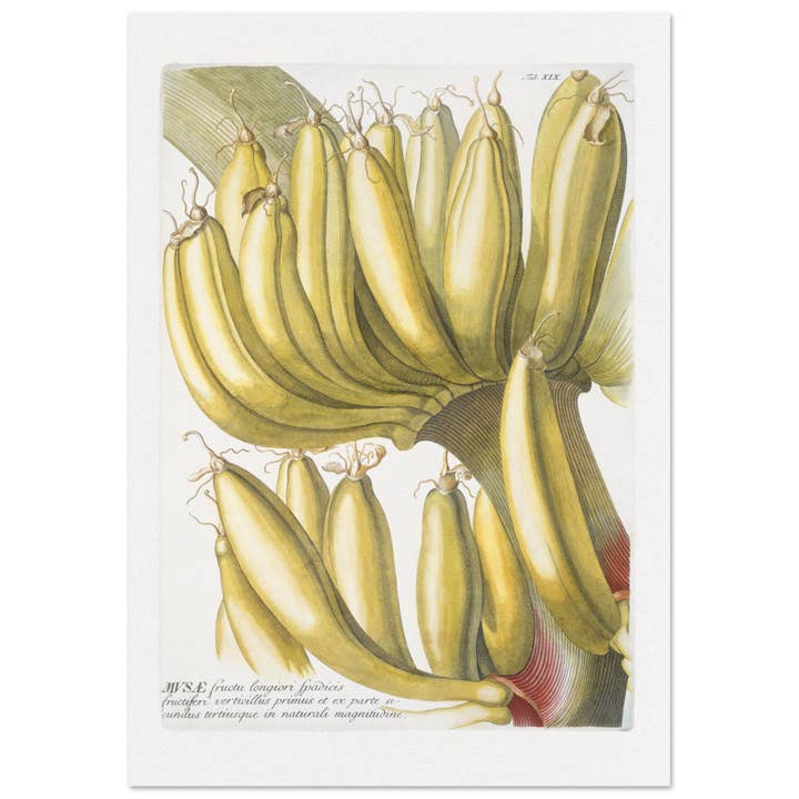 Musae per la vendita all'ingrosso da parte di Maison de Paloma