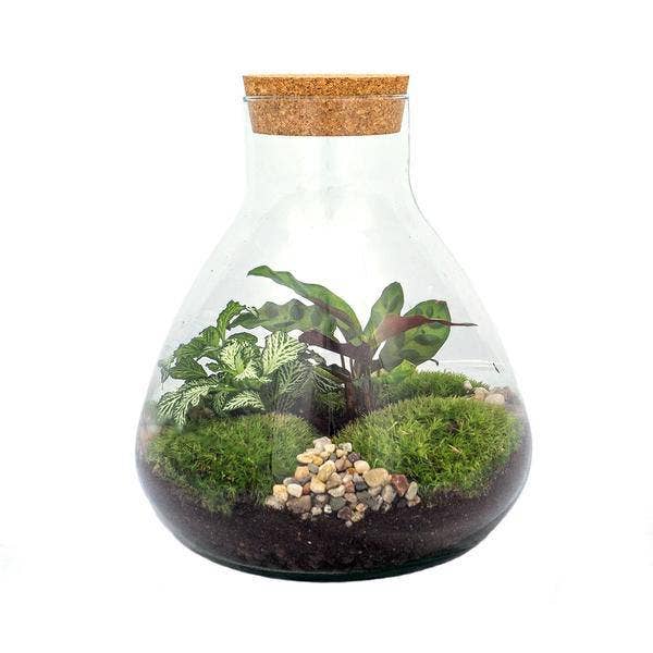 Oasis of Life - Wholesale DIY Craft Kit - Bottle Garden – DIY Terrarium Sammie – ↕27cm – Self-sustaining Plant Terrarium with Fittonia & Calathea – Includes Glass Container, Moss, Soil & Instructions – Mini Ecosystem for Self-assembly1