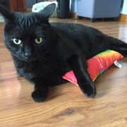 Dr. Pussums Catnip - Wholesale Pet Toy - Cat - Wicked Kick-Ah Nip Catnip Kicker Cat Toy3