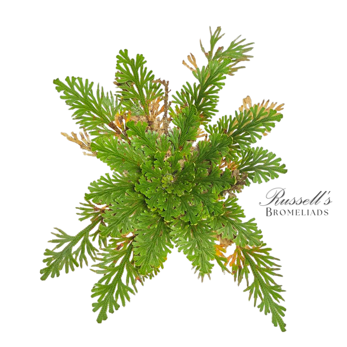 Russell's Bromeliads - Wholesale Live Plant - Resurrection Plant Set in Display Case - Half Pack10