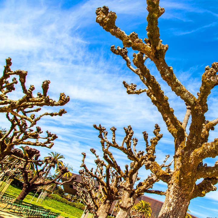 California Trees Ceramic Coaster for wholesale by South Austin Gallery
