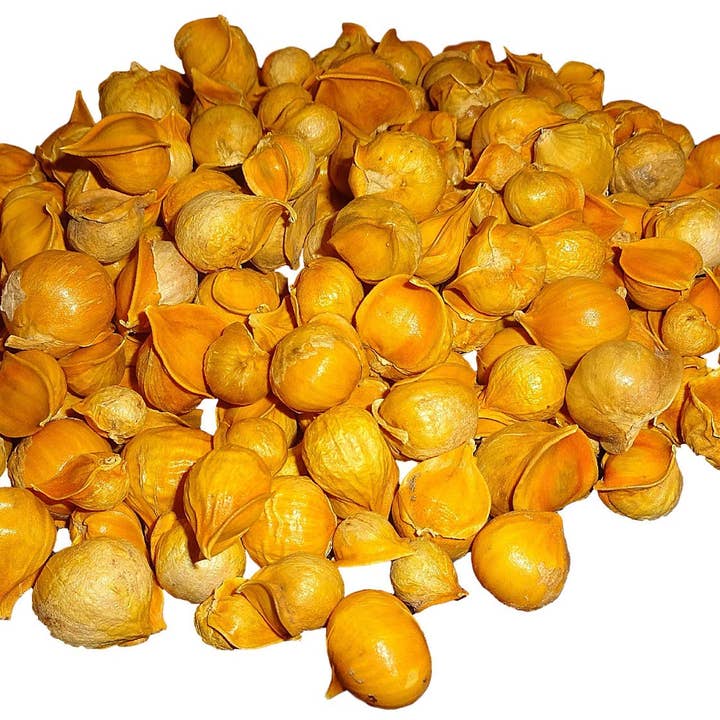 YERBERO – wholesale Örter – Yerbero - Ajo Japones - Flera storlekar - Japansk vitlök Kinesisk vitlök Ajo Chino Premium Quality Wildmade All Natural Big Size Kryddnejlikor3