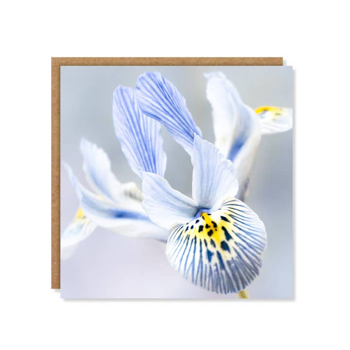 Floral Blue Iris Greeting Card for wholesale by Marina Walker