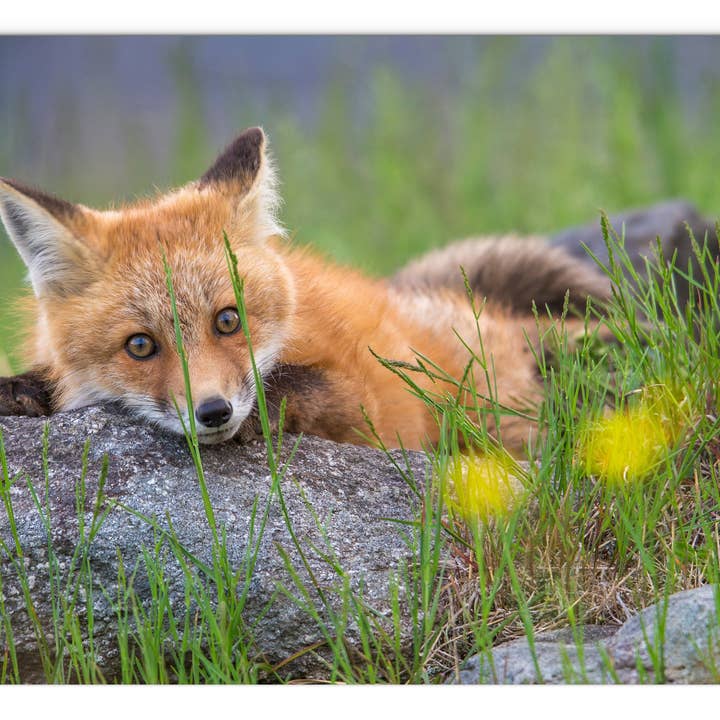 Sugar Hill Fox Ruhende Glasscheibe von Chris Whiton für den Großhandel von American Brand Studio