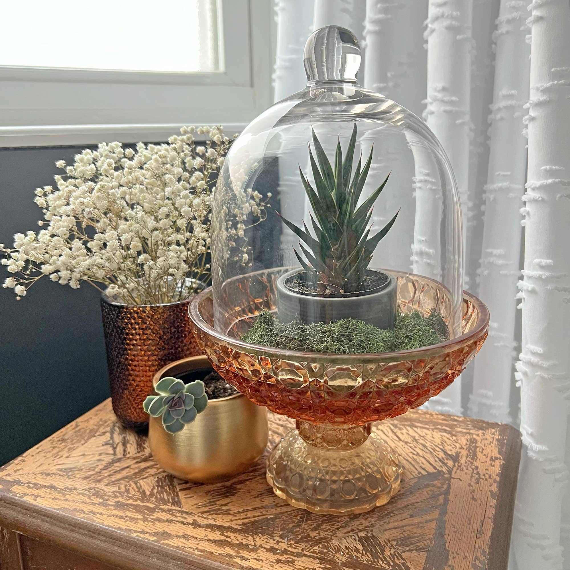 Bard's – wholesale Decorative tabletop object – Bard's 6" x 7" Bell Jar Glass Display Dome Cloche2