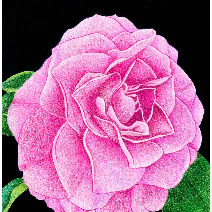 Camelia Floral Art Print for wholesale by Greene Sun Art