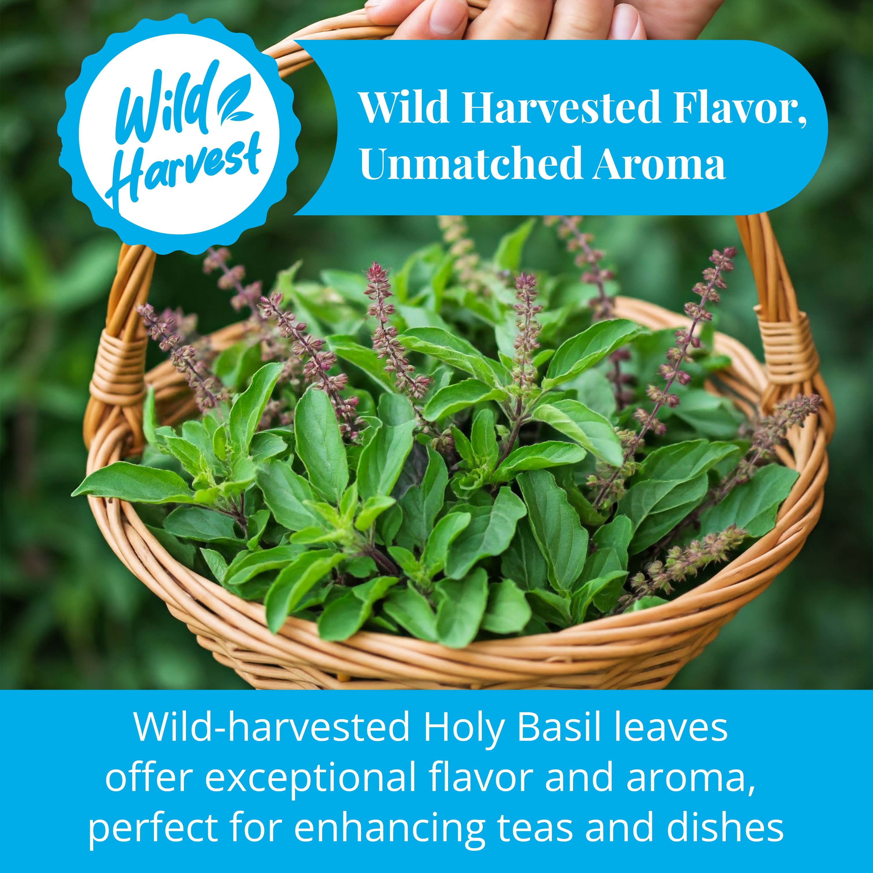 Akshit - Wholesale Loose Tea - Dried Tulsi Leaves, Holy Basil Leaves 2.6 oz.8