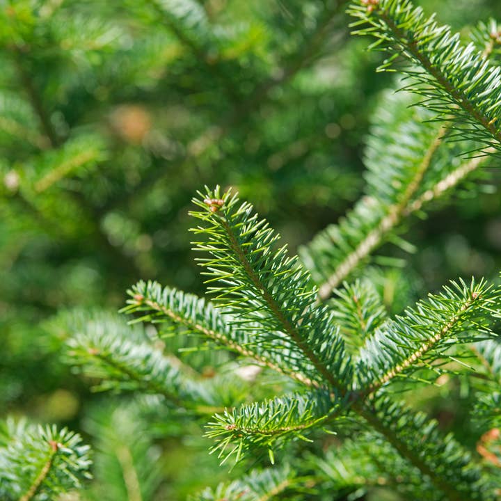 Huile essentielle de sapin baumier 100 % pure pour la vente par Lotus Home Essentials