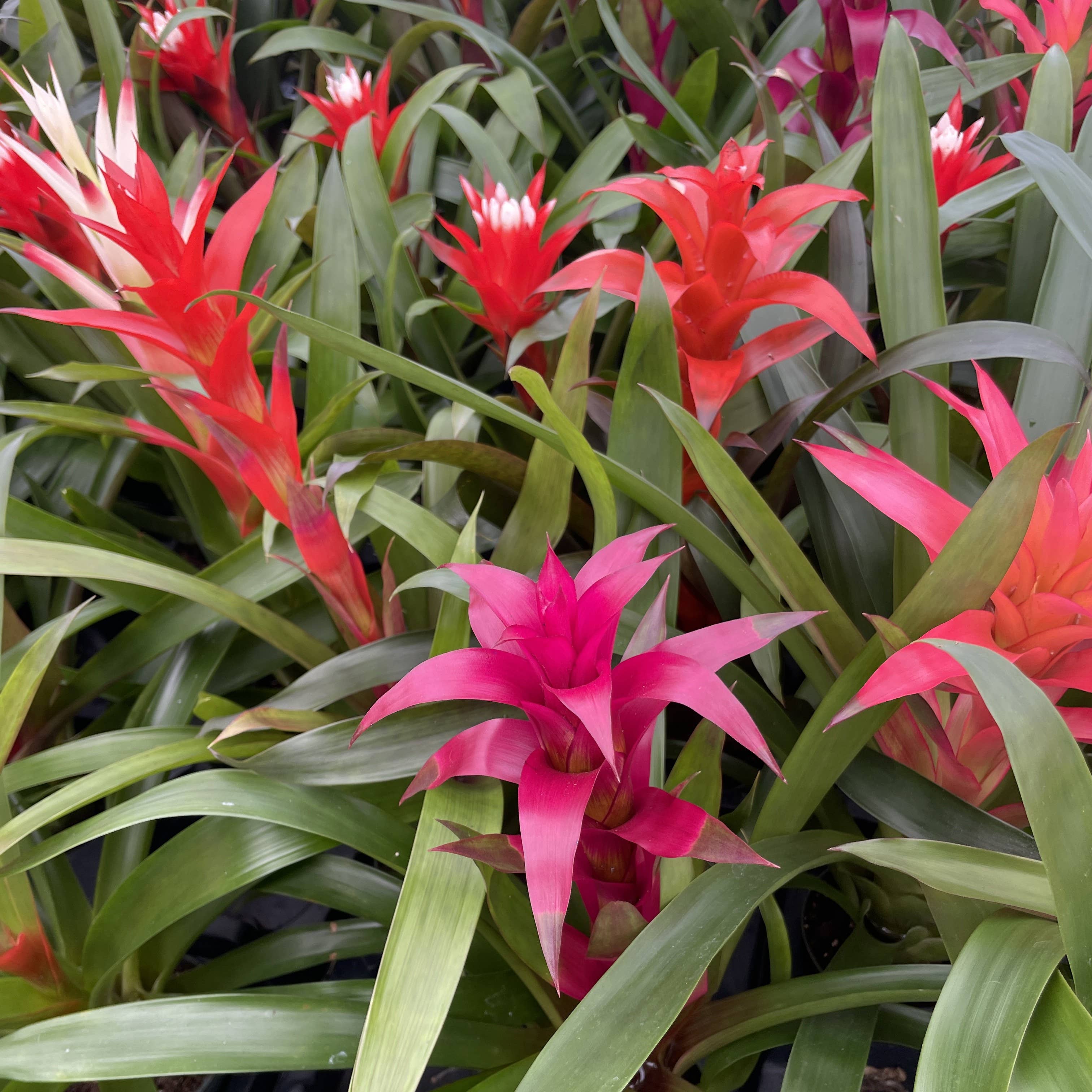 Thorsen's Greenhouse - Wholesale Live Plant - Bromeliad Guzmania- 4" Live Plant - Assorted8