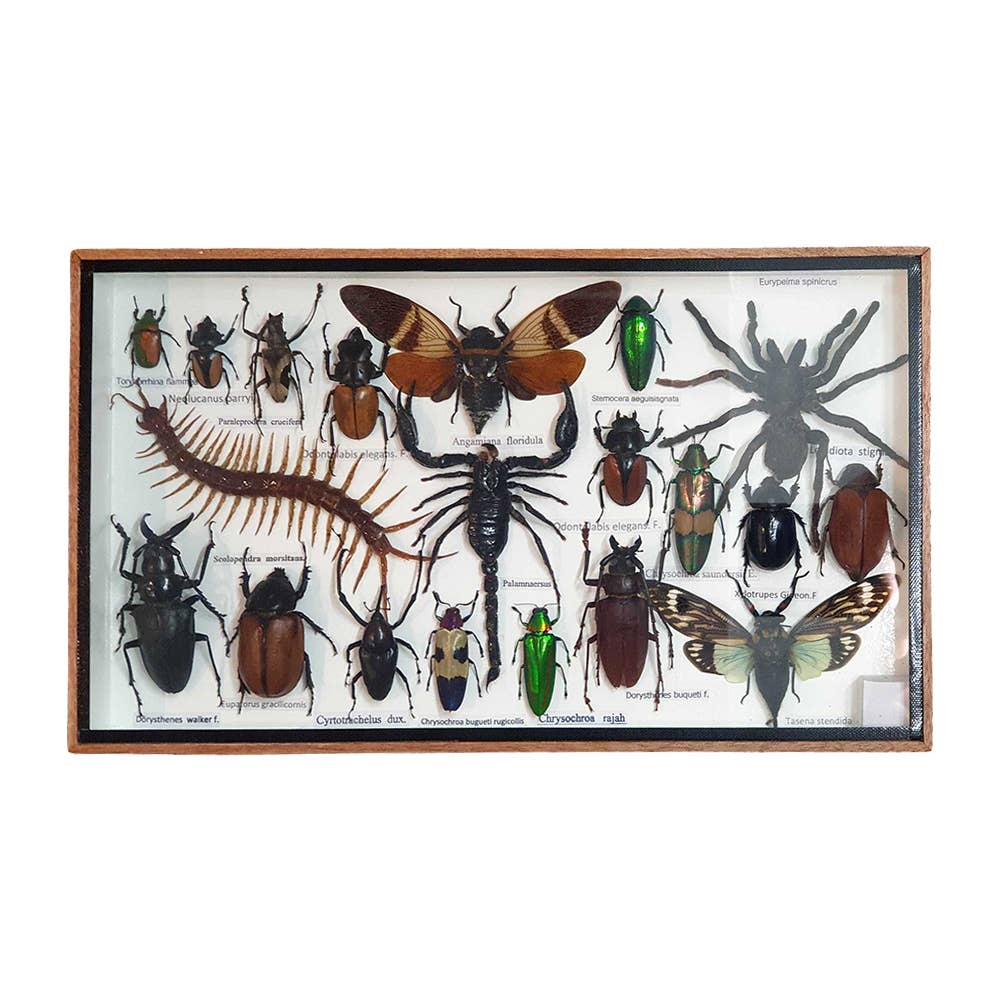 VIE - Wholesale Wall Accent - Framed Insect, Assorted59