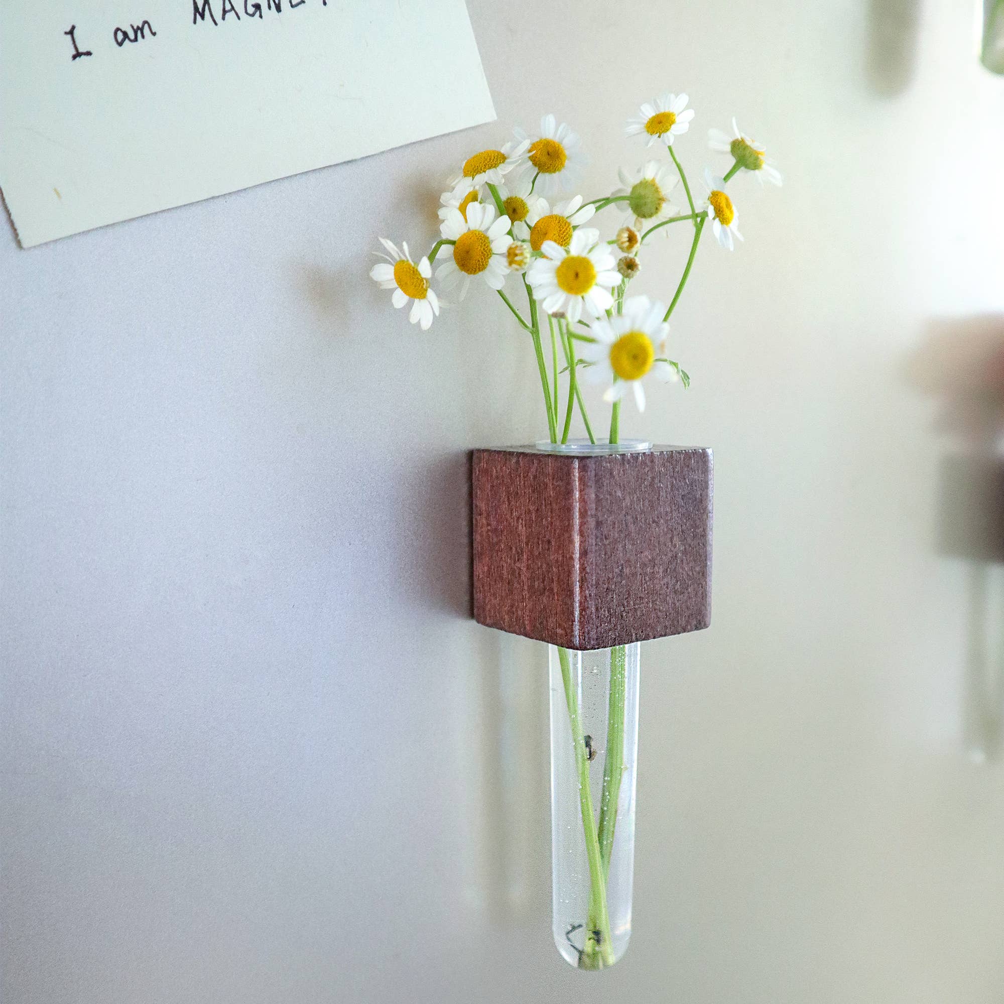 Kitsville - Vendita all'ingrosso Calamite - Mini vasi magnetici – Set di 2 – Magneti decorativi per frigorifero4