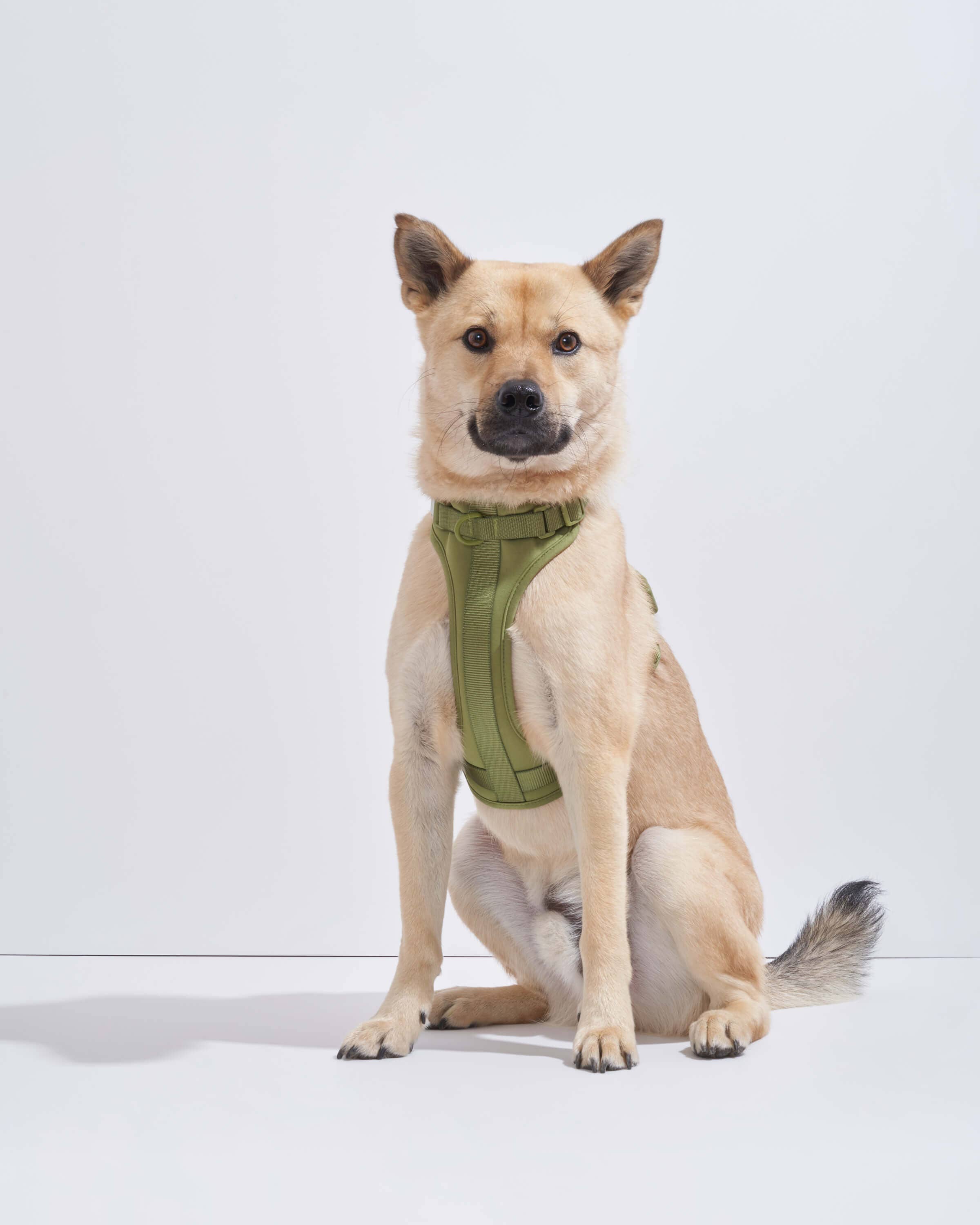 Wild One - Wholesale Pet Harness - Dog - Harness45