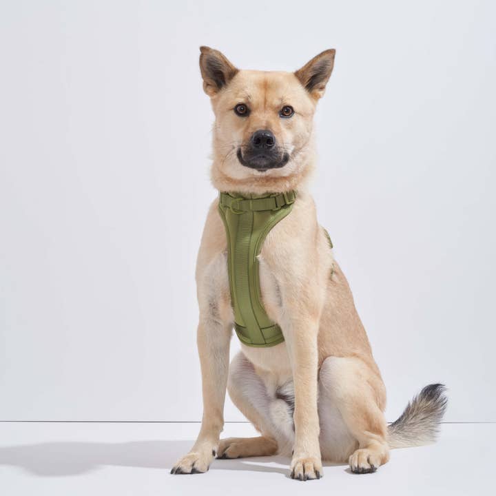 Wild One - Wholesale Pet Harness - Dog - Harness45