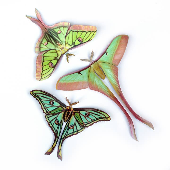 'Mondgeboren' Luna-Motten-Set für den Großhandel von Moth and Myth