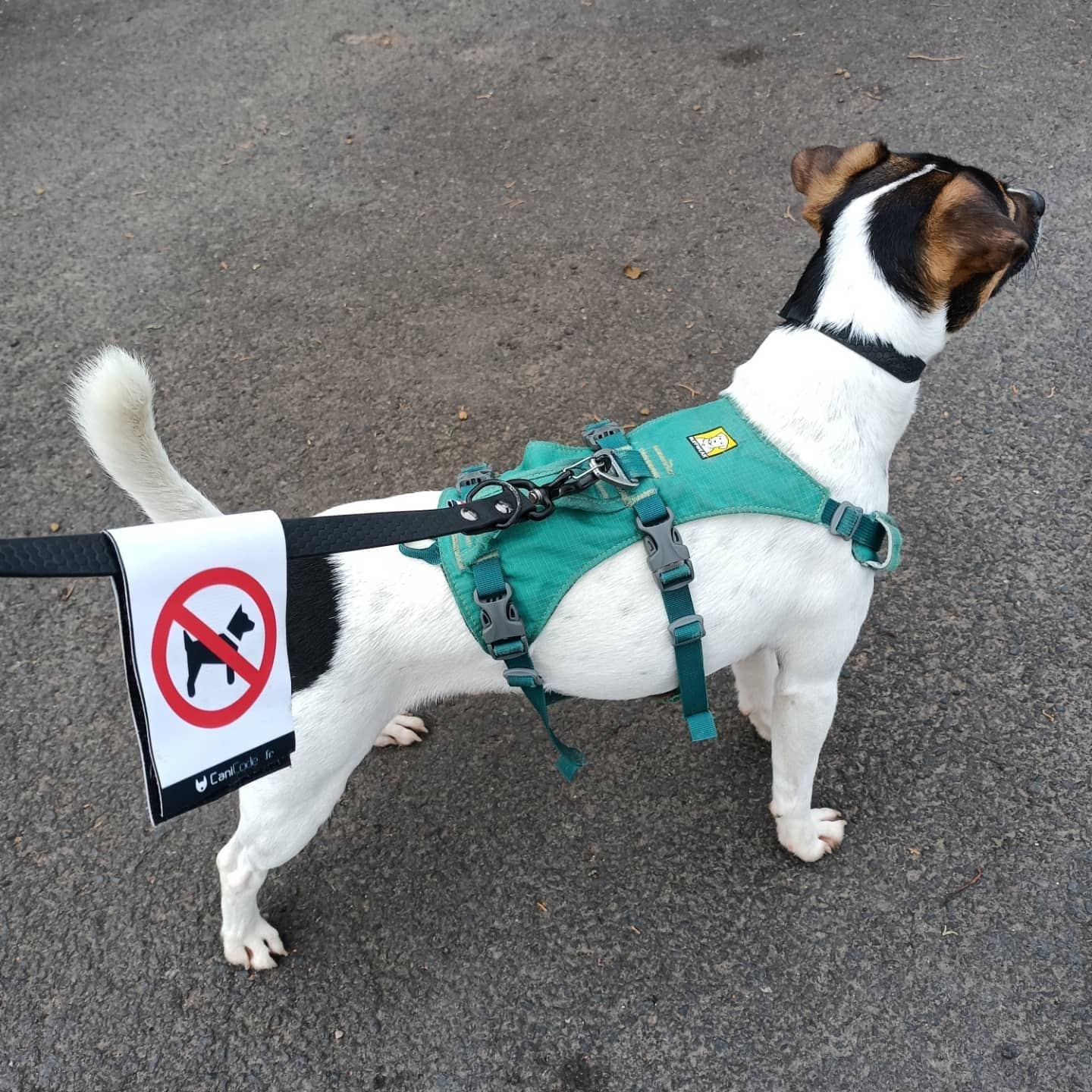 AniCode - Wholesale Bedeltje voor een dierenhalsband - Hond - Scratch CaniCode® PICTO HOND dubbelzijdig2