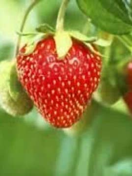 Strawberry Fragrance Oils for wholesale by R&W Company LLC