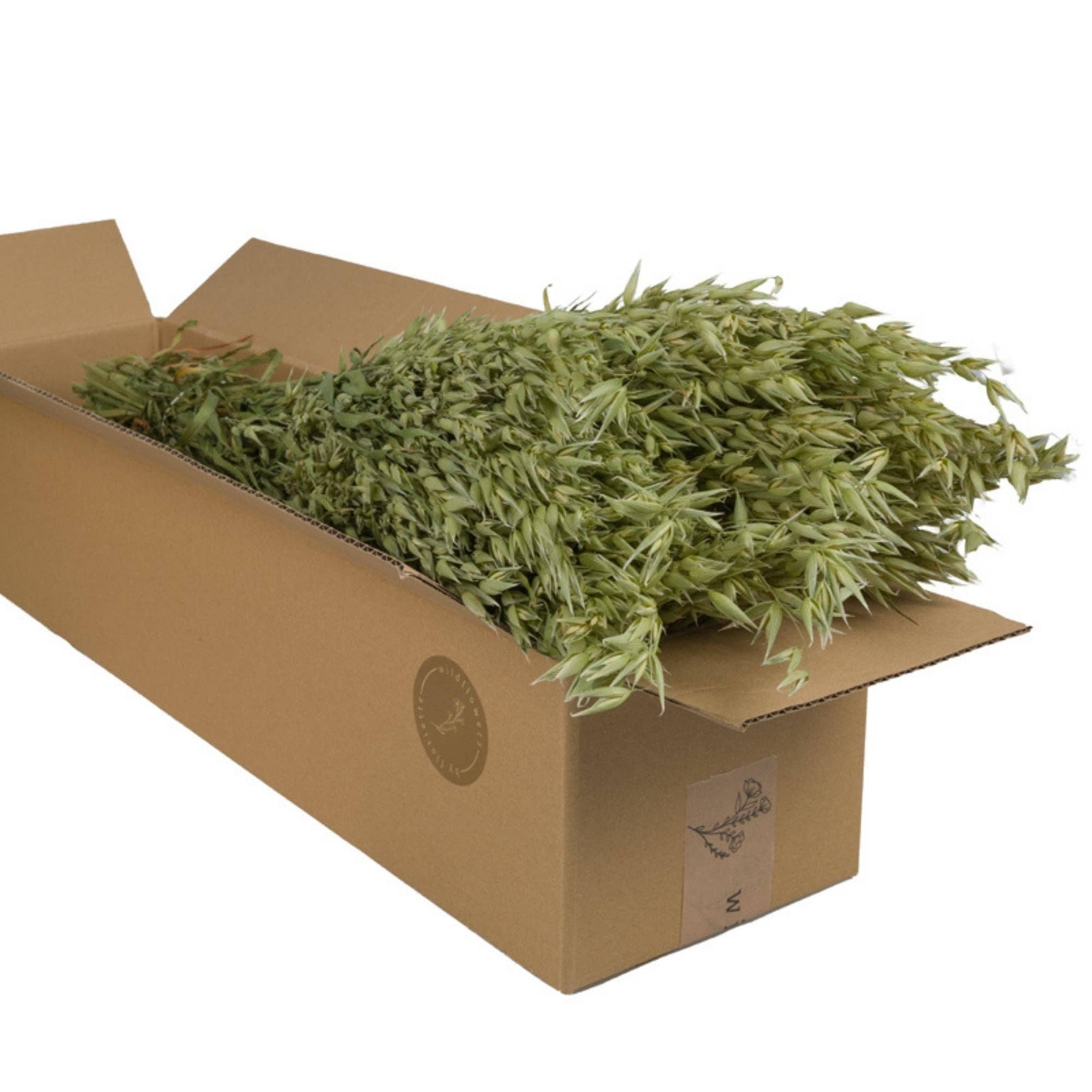 Wildflowers by Floriette - Wholesale Dried/Pressed Flowers - Dried Flowers - Oats (avena) Natural Green0