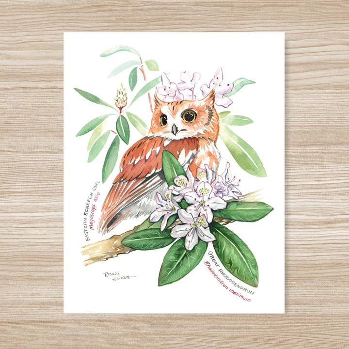 Screech Owl & Rhododendron Watercolor Art Print for wholesale by Rosalie Haizlett Illustration