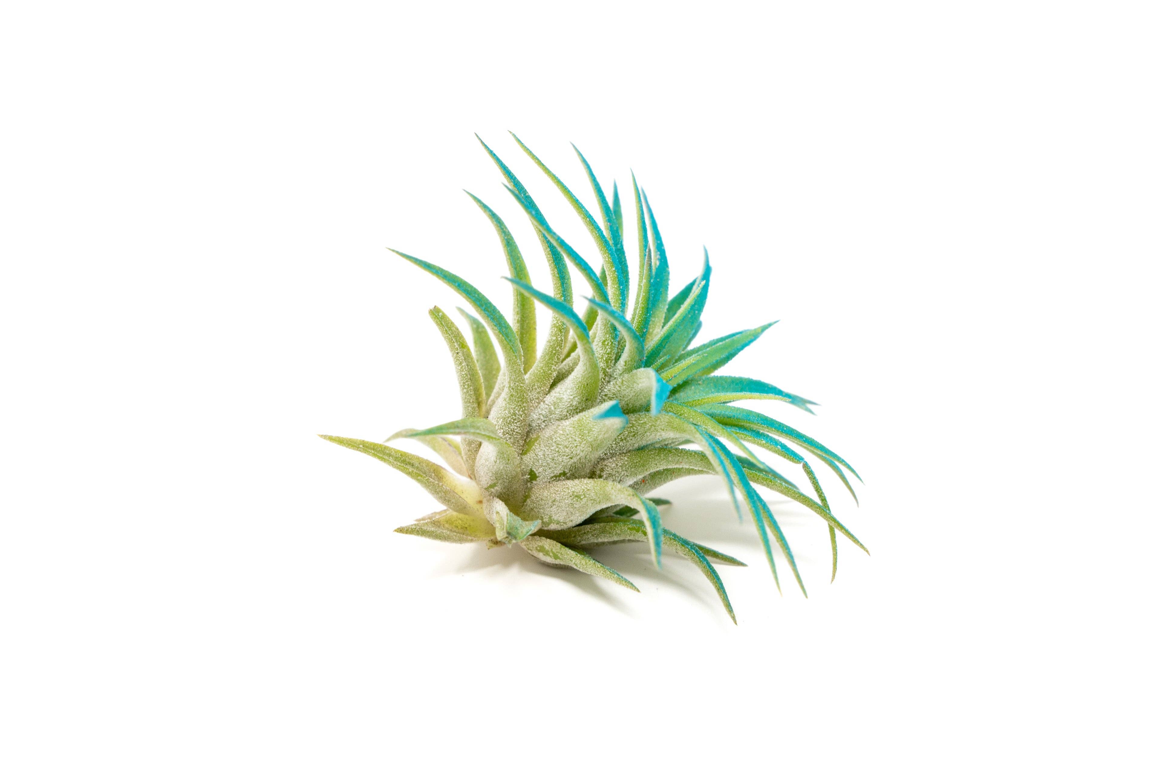 Air Plant Shop - Wholesale Live Plant - Color Enhanced Tillandsia Ionantha Rubra Air Plants30