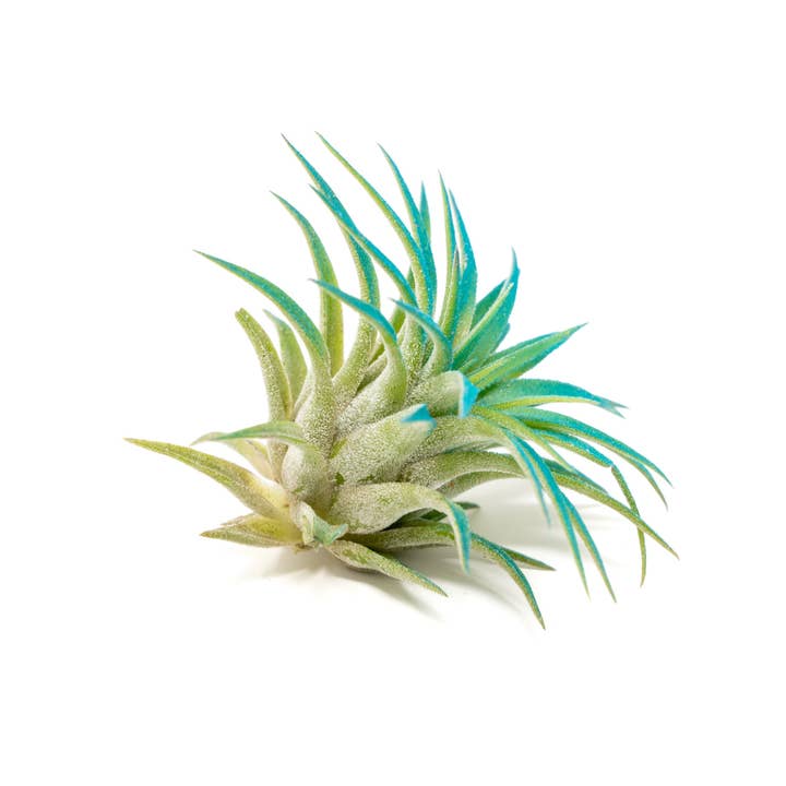 Air Plant Shop - Wholesale Live Plant - Color Enhanced Tillandsia Ionantha Rubra Air Plants30